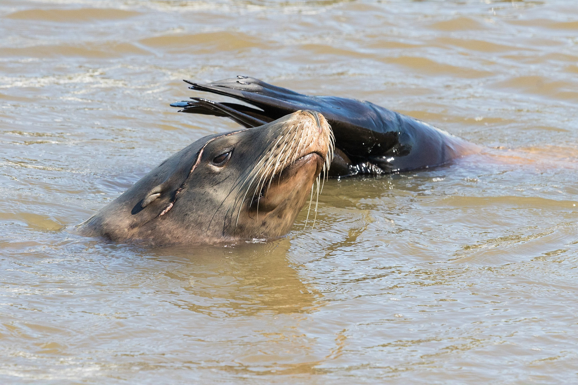 Calfornia Sea Lion, Moss Landing Harbor, CA (2019)