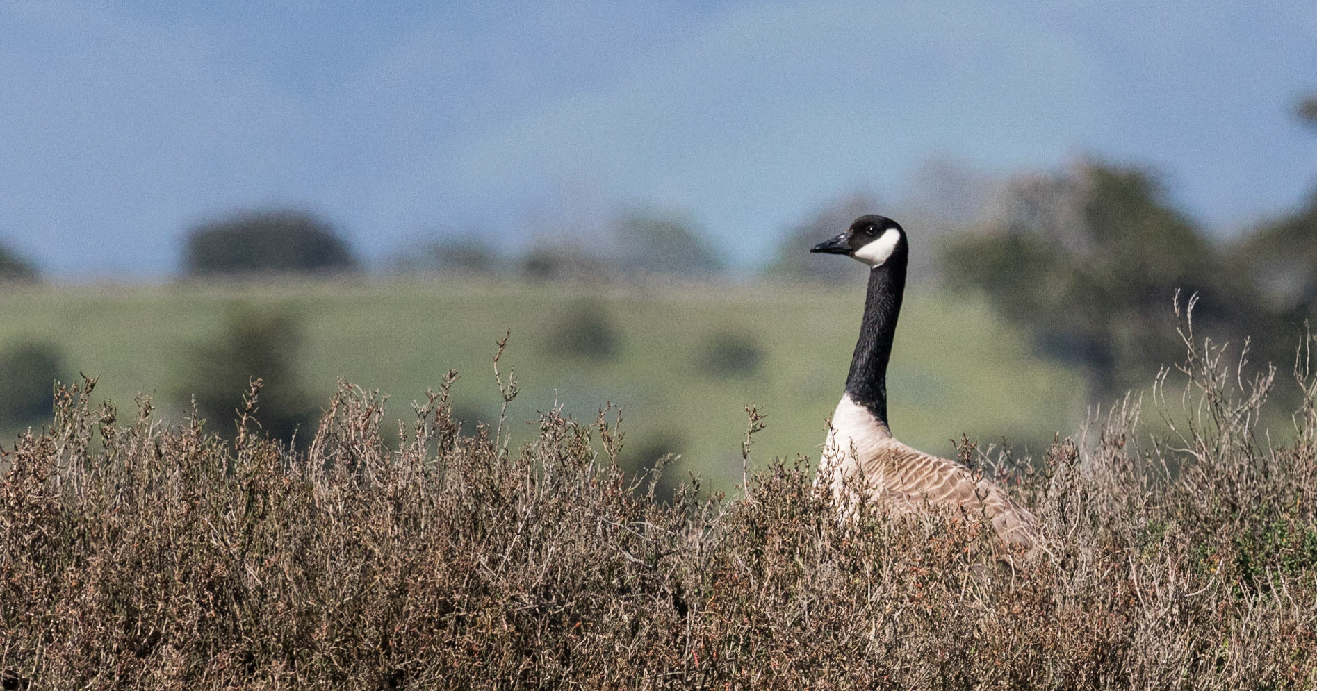 Canadian Goose(?), Elkhorn Slough, CA (2019)
