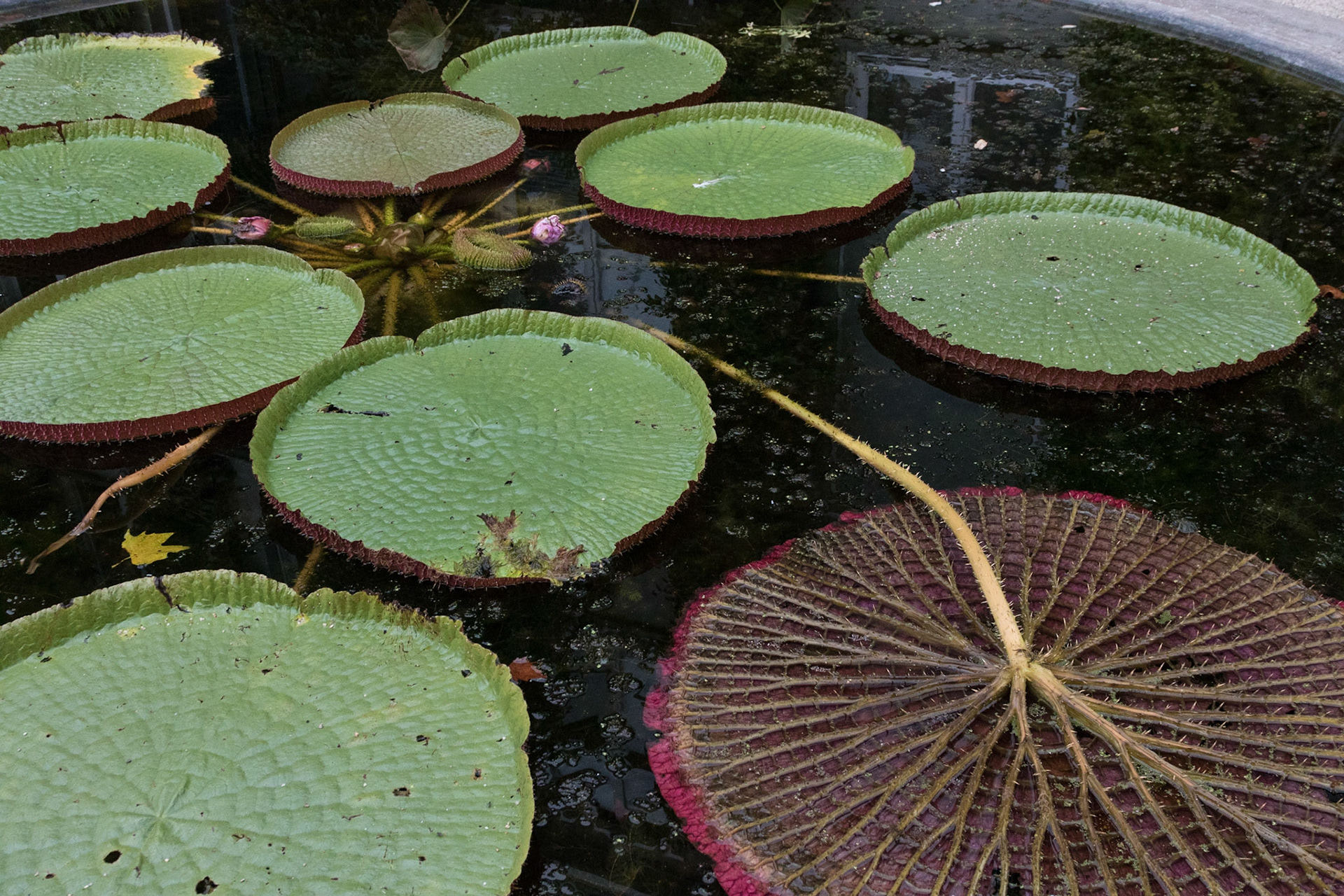 Victoria Water Lily, Amsterdam Botanical Garden, Amsterdam, Netherlands (2018)