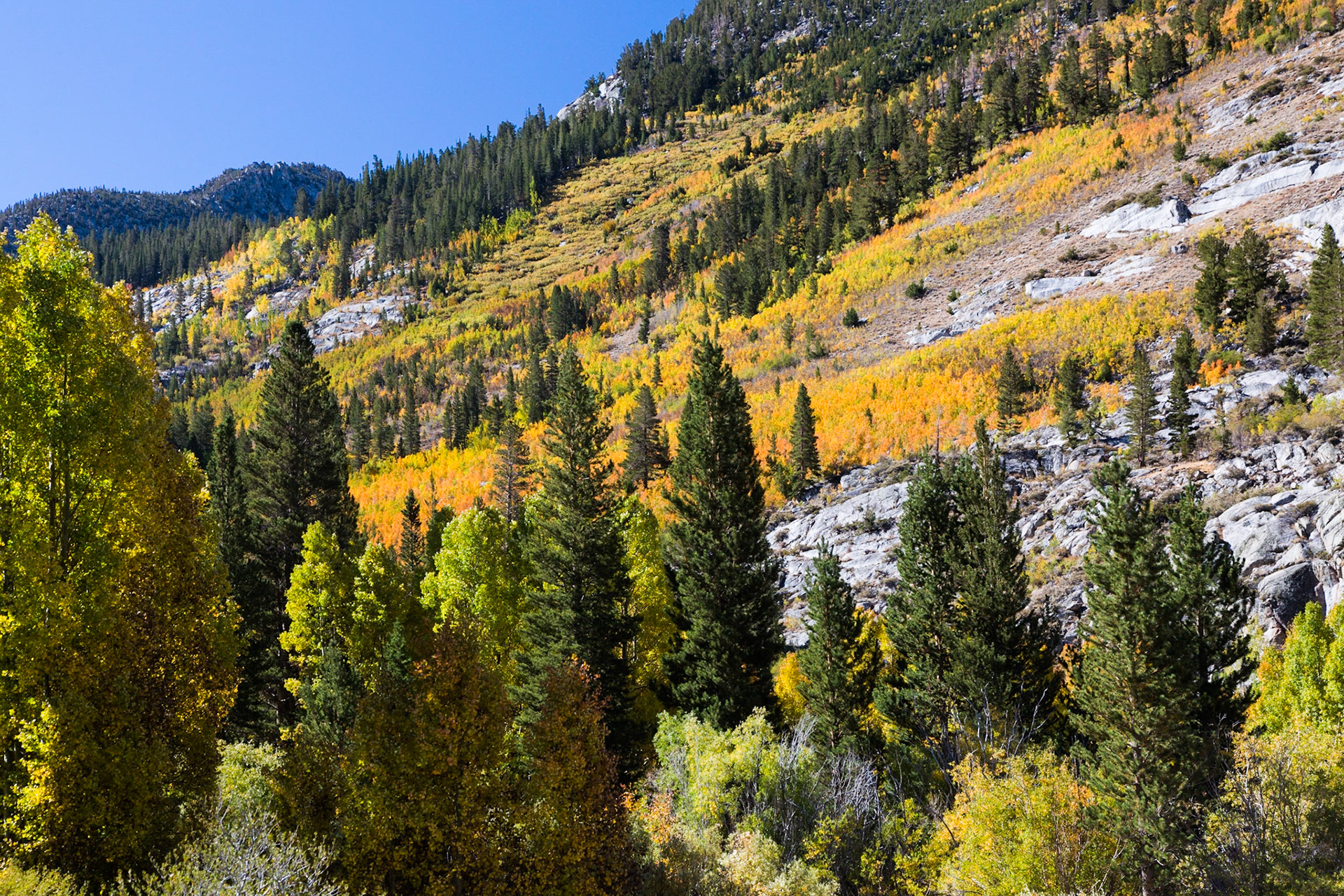 Esastern Sierra Fall color on S. Lake Rd. near Table Mountain Group Campground, outside of Bishop CA, (2016)