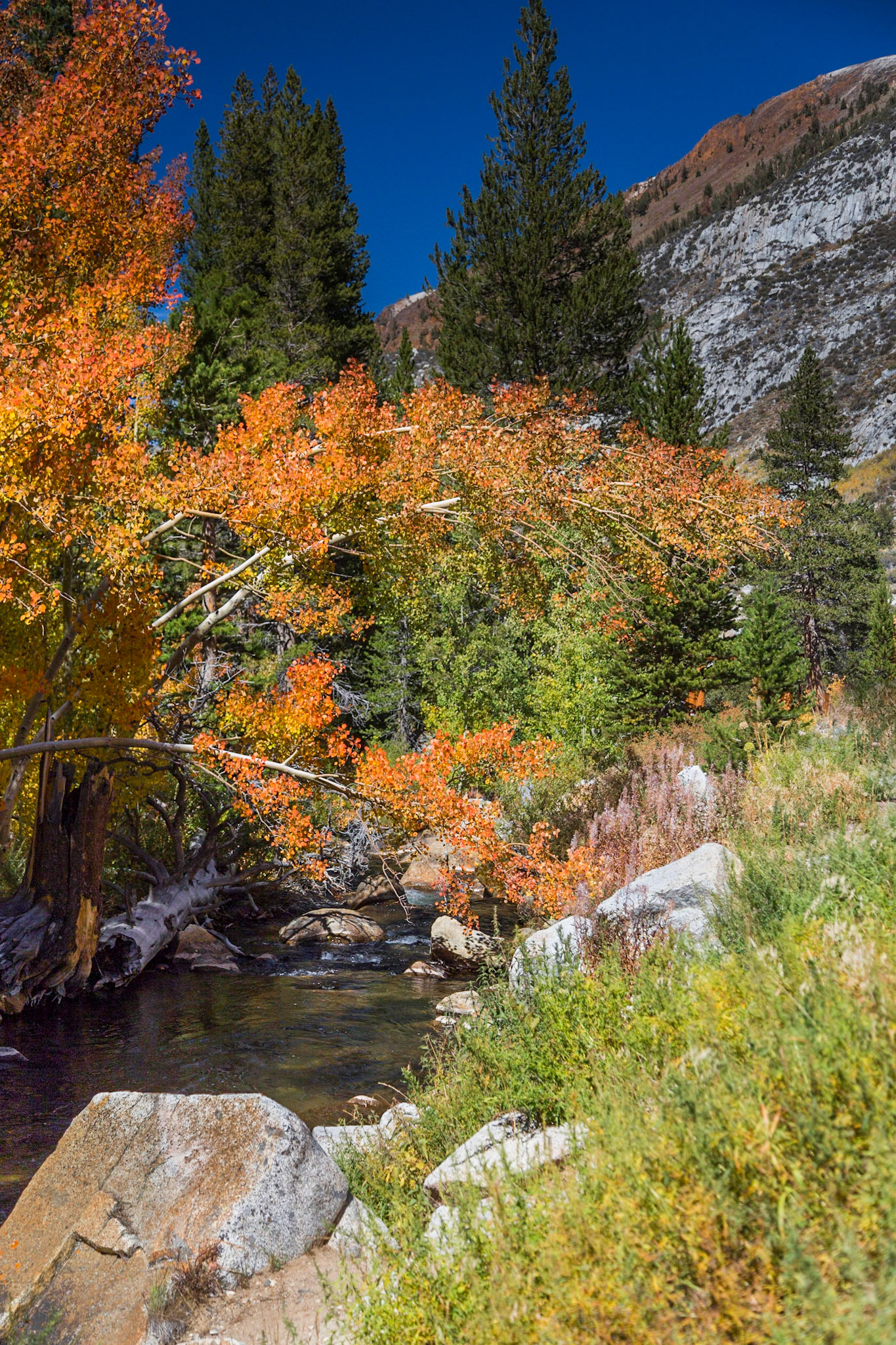 Esastern Sierra Fall color on S. Fork of Bishop Creek near Parchers Resort outside of Bishop CA, (2016)