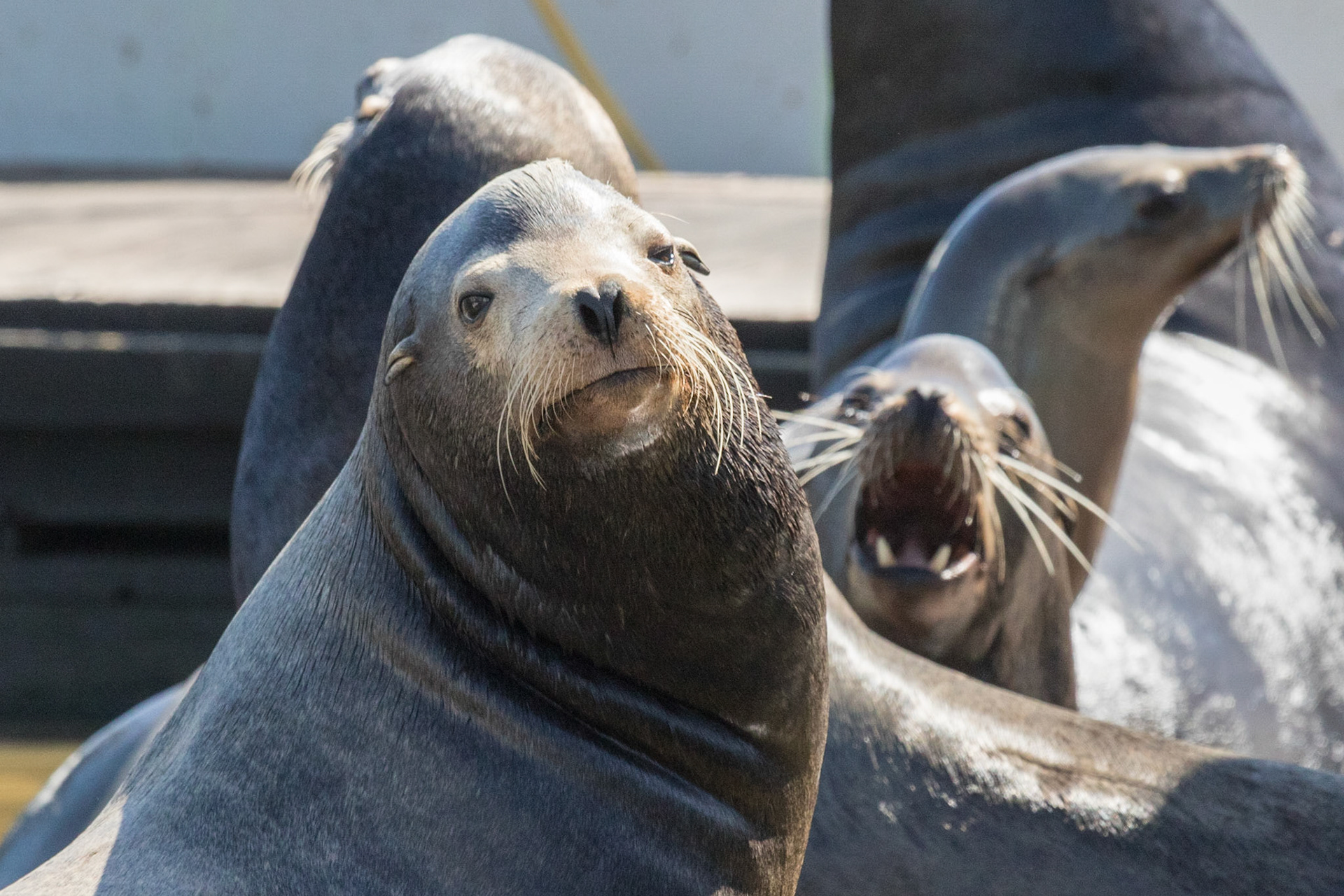 Sea Lions at Moss Landing 2019