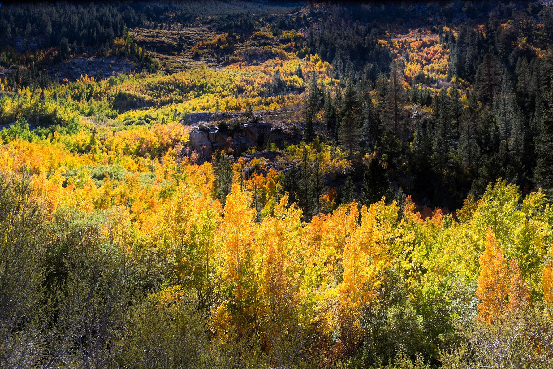 Esastern Sierra Fall color on S. Fork of Bishop Creek near Willows Campground  outside of Bishop CA, (2016)