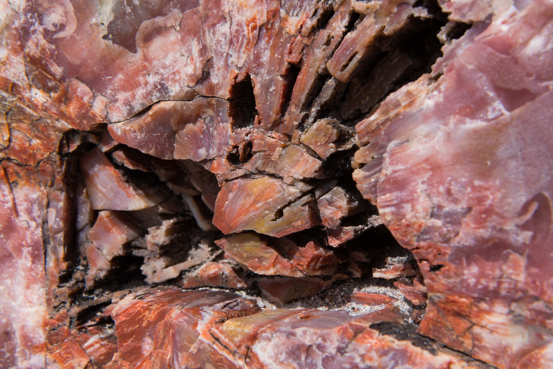 Petrified log cross section, Giant Log Trail, Painted Desert-Petrified Forest National Park, AZ.  After these trees fell they were quickly covered in mud.  Perhaps a massive flood is what toppled them in the first place, then carried them downstream where they formed a log jam and the flood quickly covered them with mud.  As time went on, minerals from the mud gradually repaced the organic material.  Different colors from from different minerals.