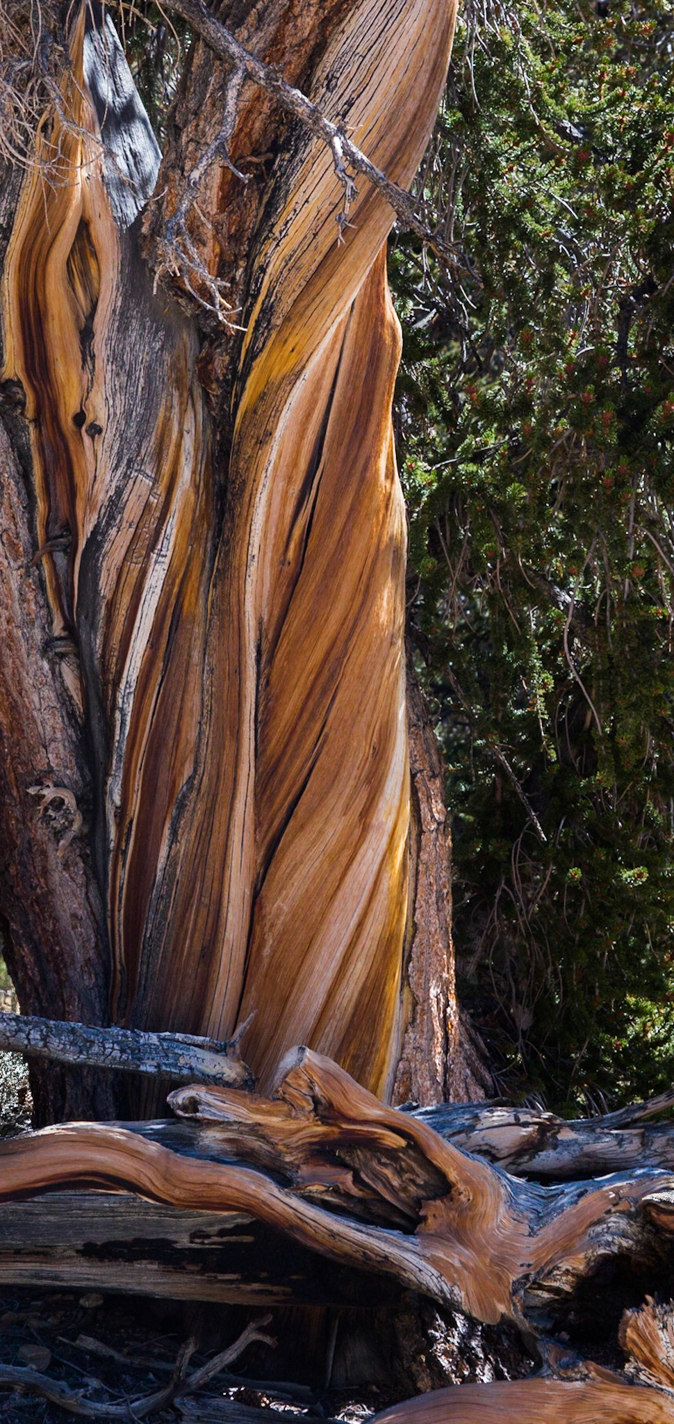 Bristlecone Pine, Ancient Bristlecone Pine Forest (Inyo National Forest) near Bishop CA (2016)