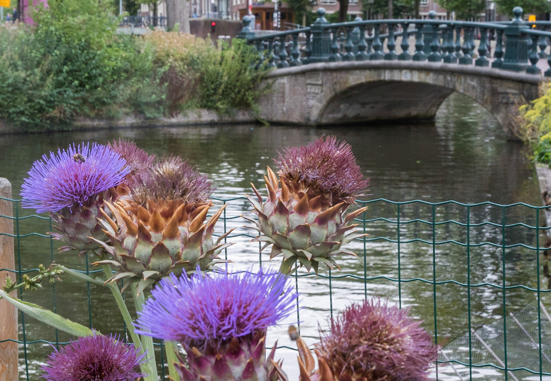 Canal bridge and flowers in Amsterdam Botanical Garden, Amsterdam, Netherlands (2018)