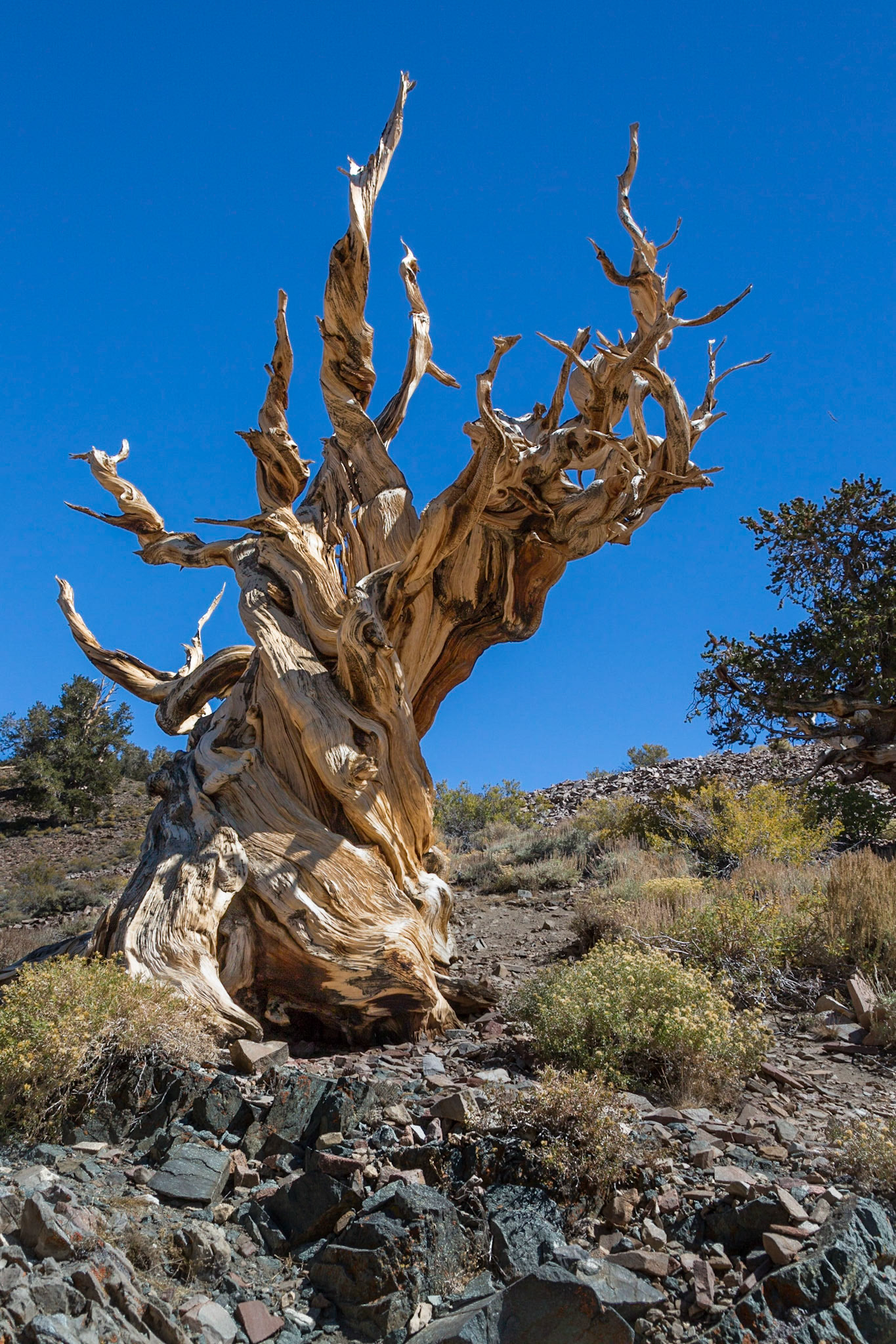 Bristlecone Pine, Ancient Bristlecone Pine Forest (Inyo National Forest) near Bishop CA (2016)