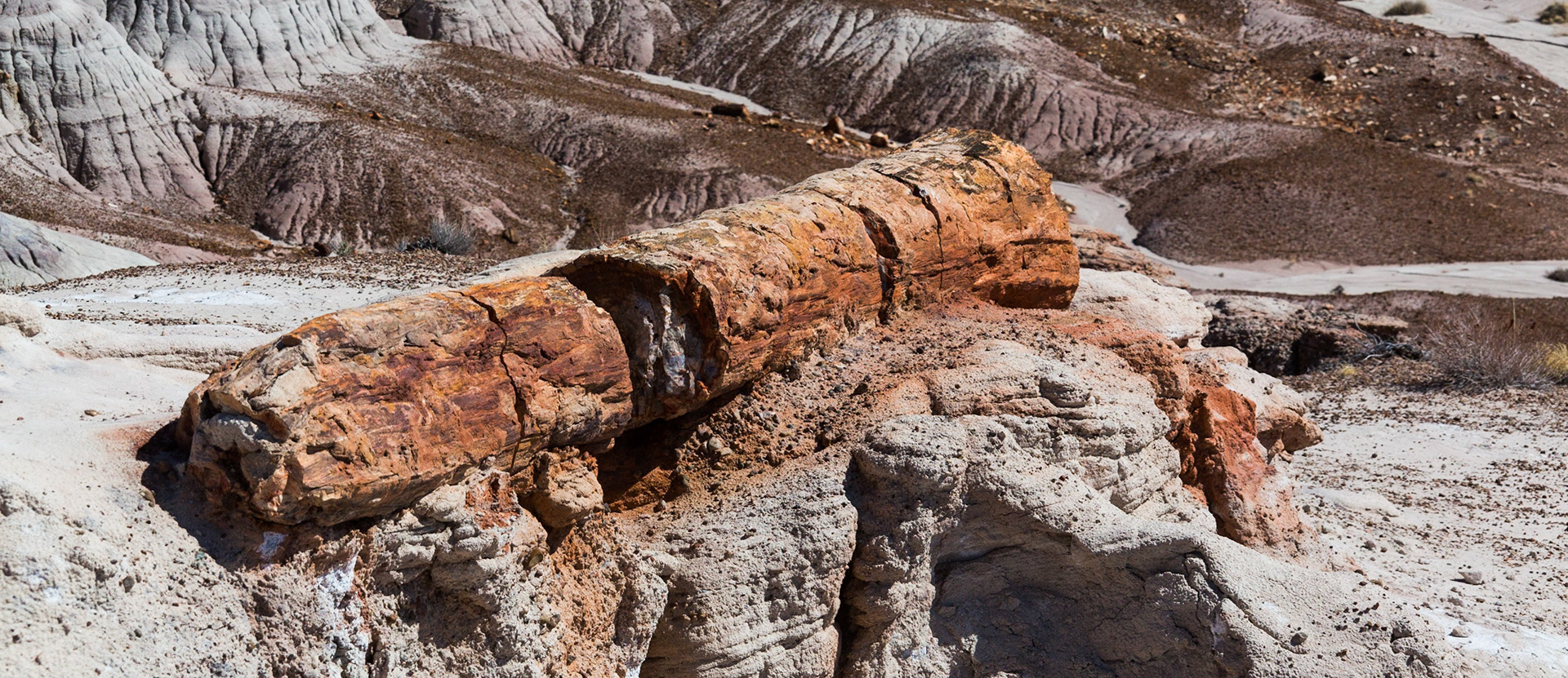 Petrified Tree, Blue Mesa.  Petrified Forest National Park, Arizona, USA (3/2020)