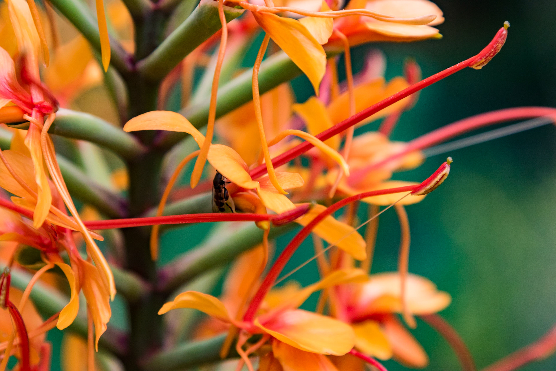 Hedychium 'Tara', Amsterdam Botanical Garden, Amsterdam, Netherlands (2018)