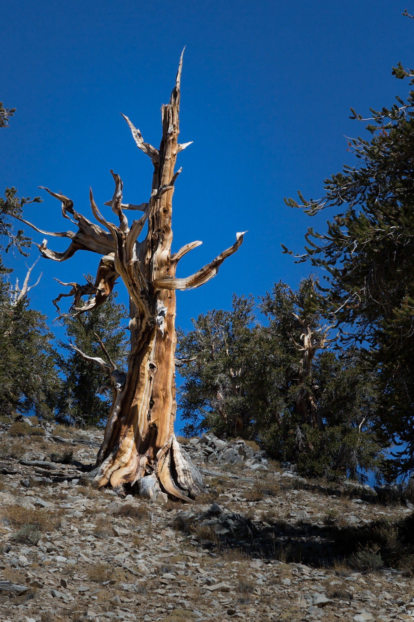 Lone Brislecone Snag - Ancient Bristlecone Pine Forest (Inyo National Forest) near Bishop CA (2016)