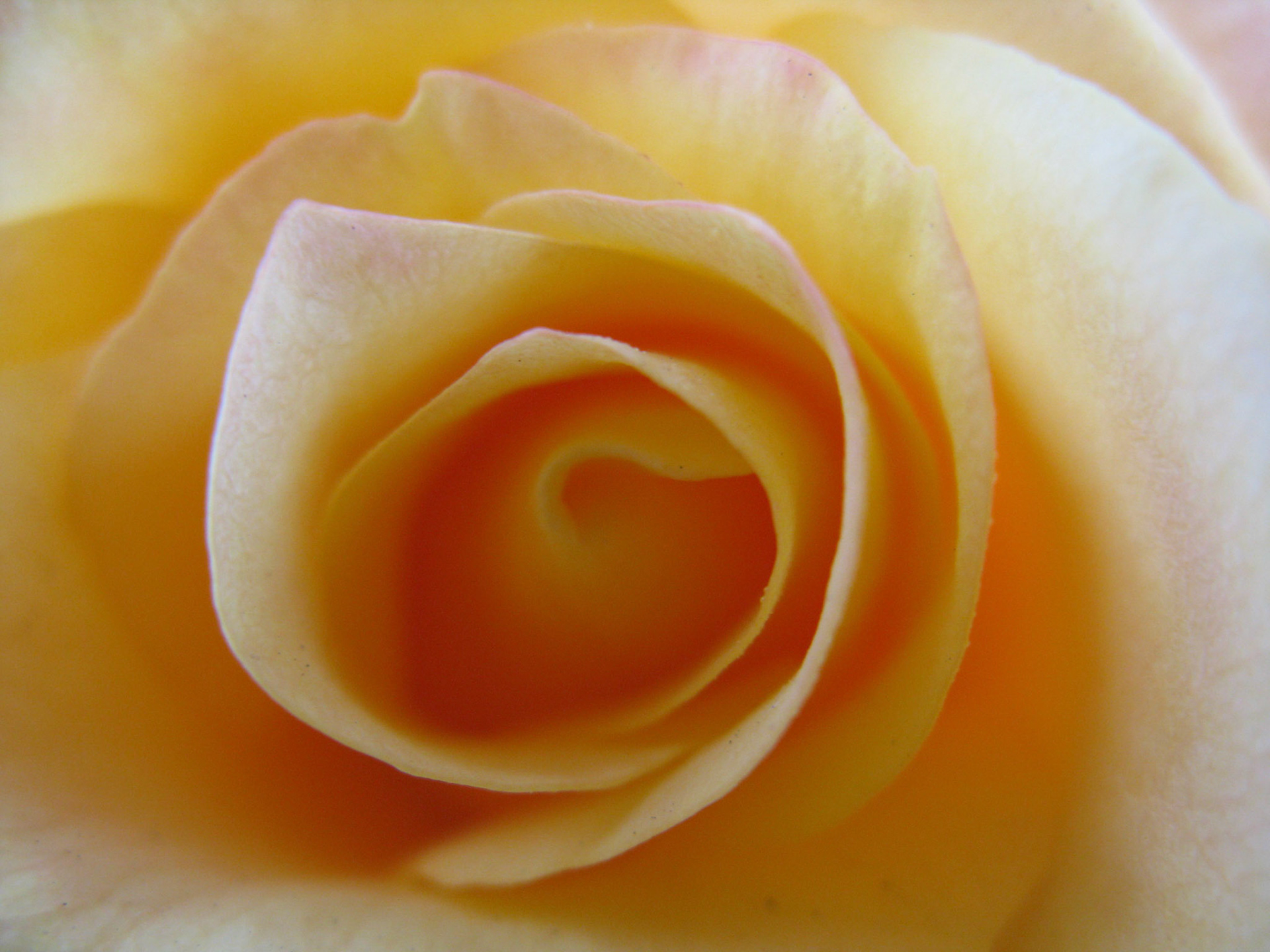 Yellow rose with Point & Shoot