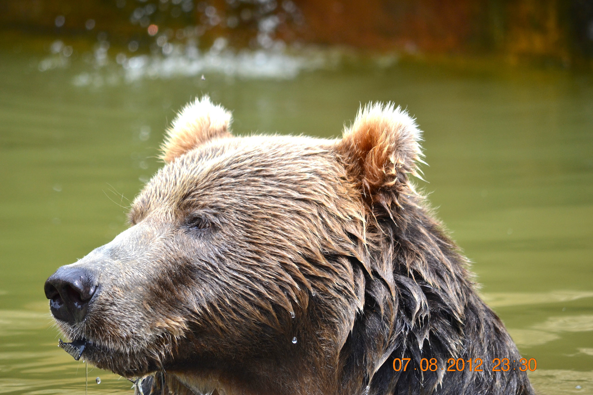 Grizzly at the Milwaukee County Zoo
