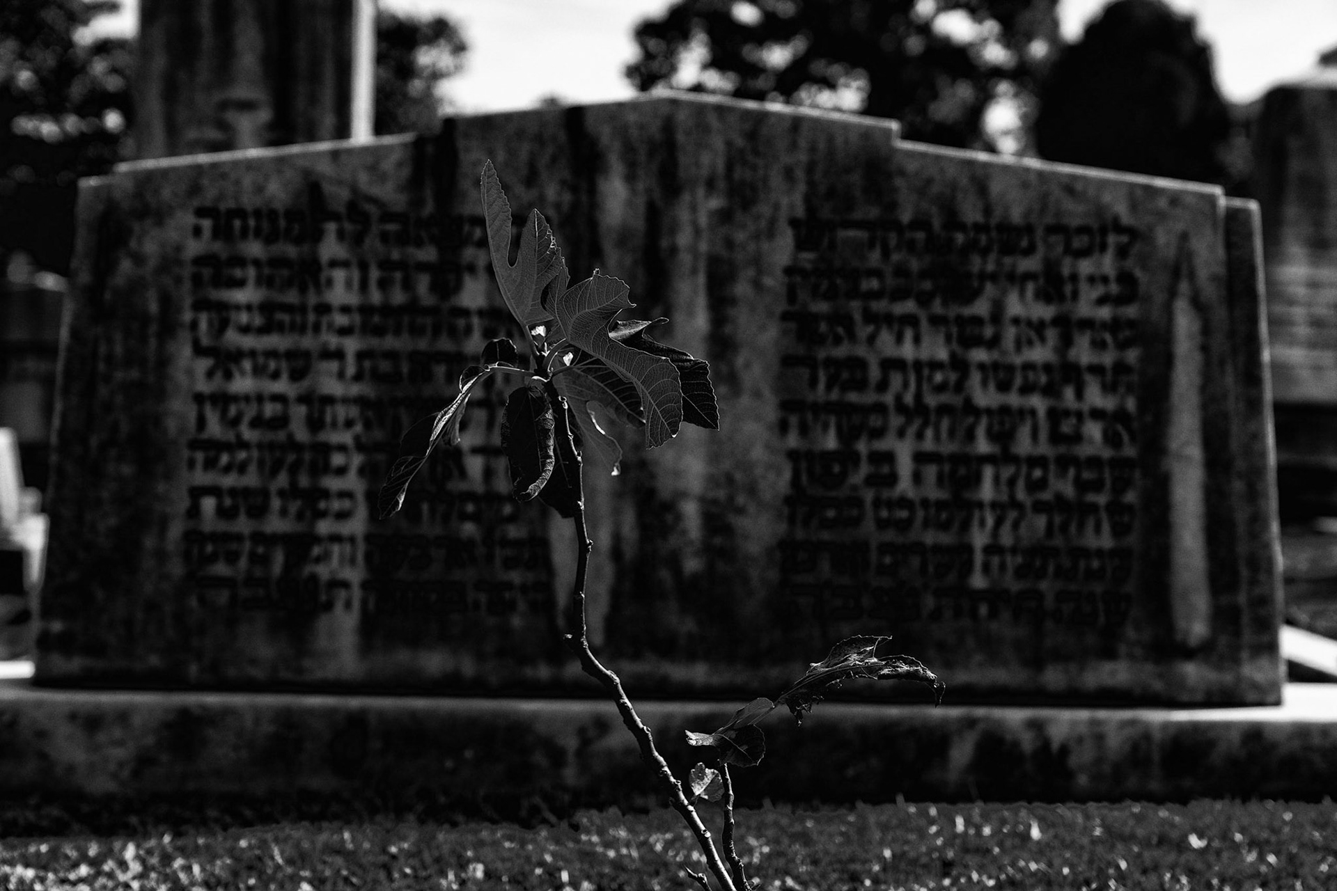 Historic Oakland Cemetery in Atlanta, GA.