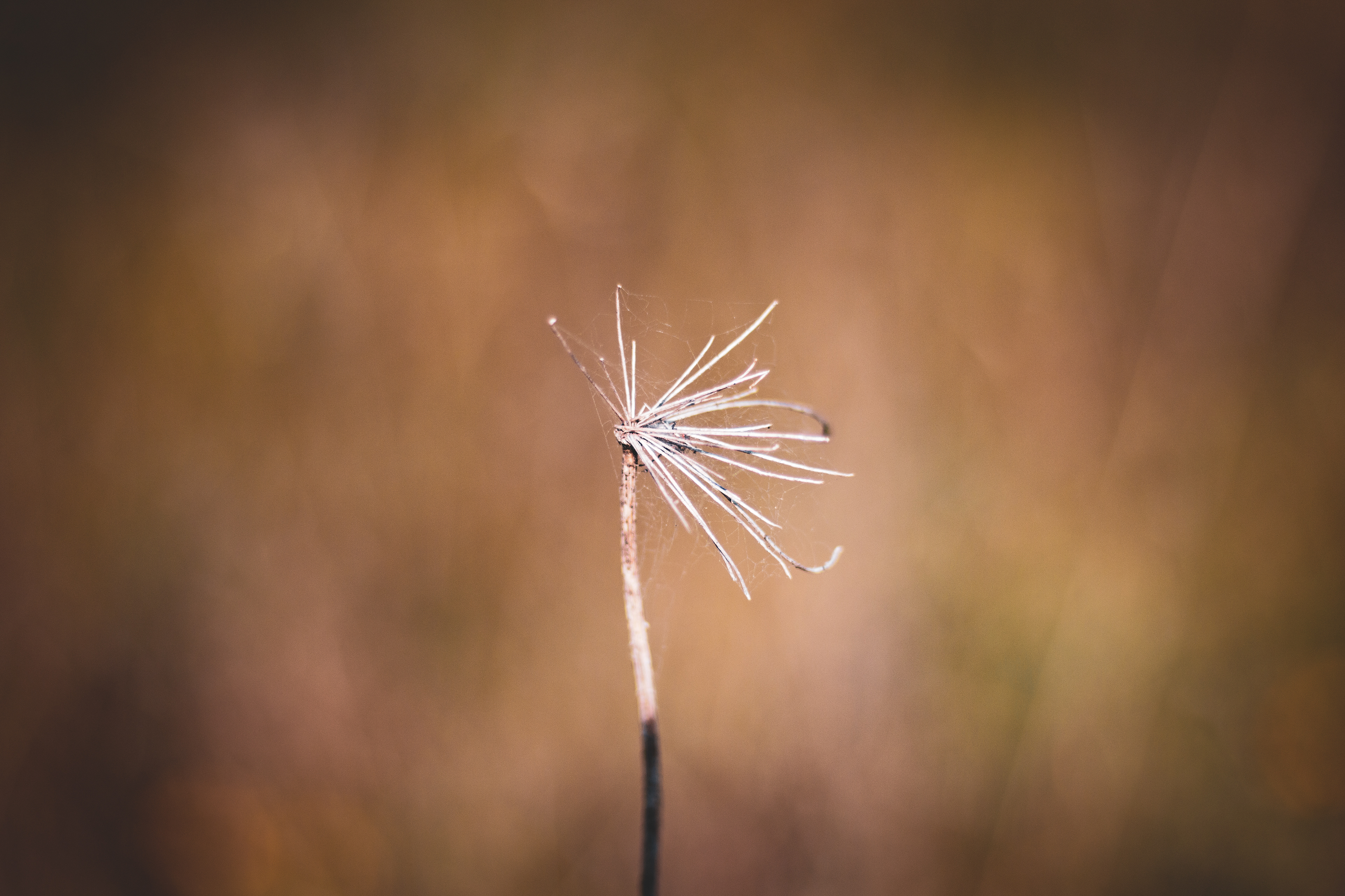 © Kacper Łaszczewski