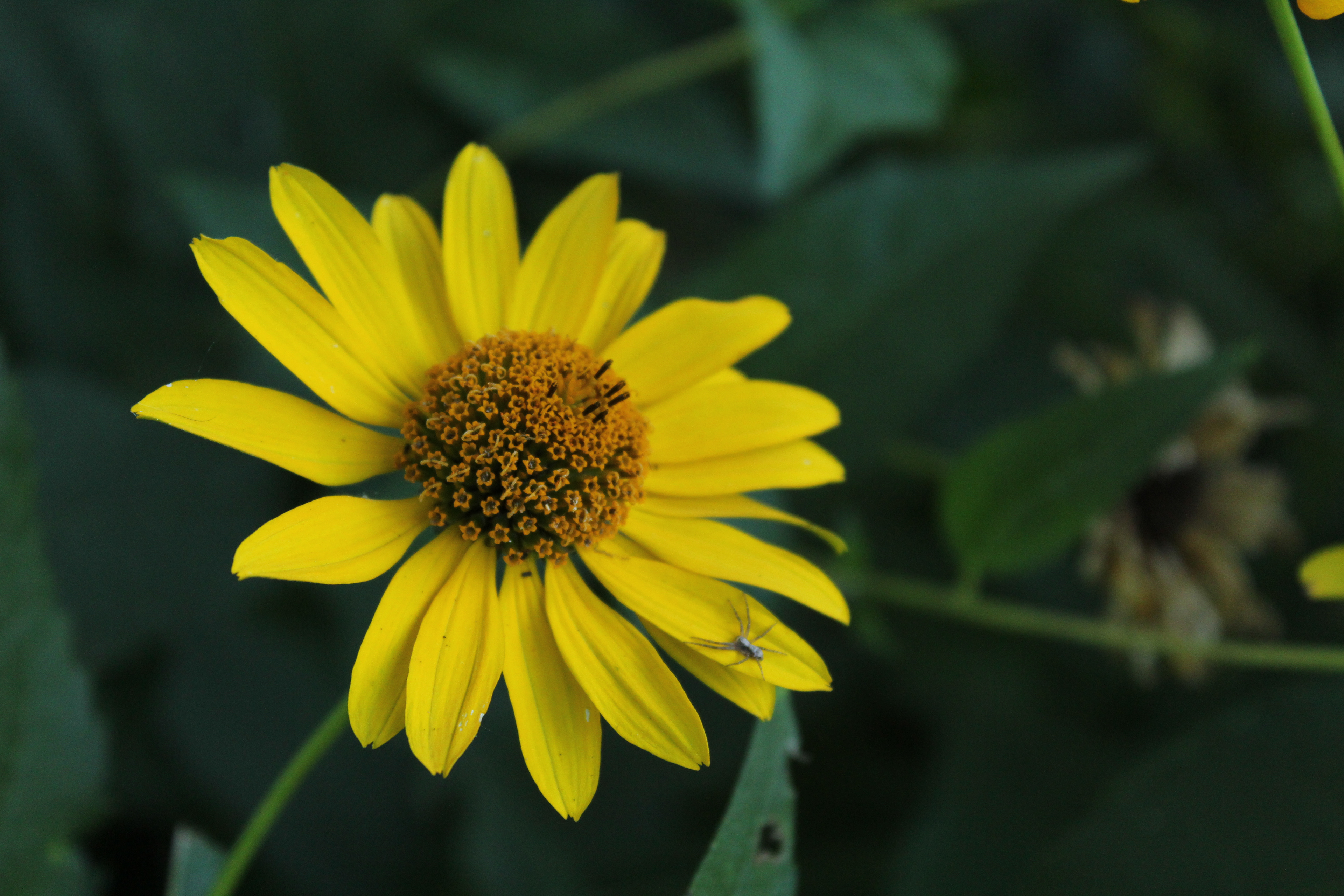 © Kacper Łaszczewski