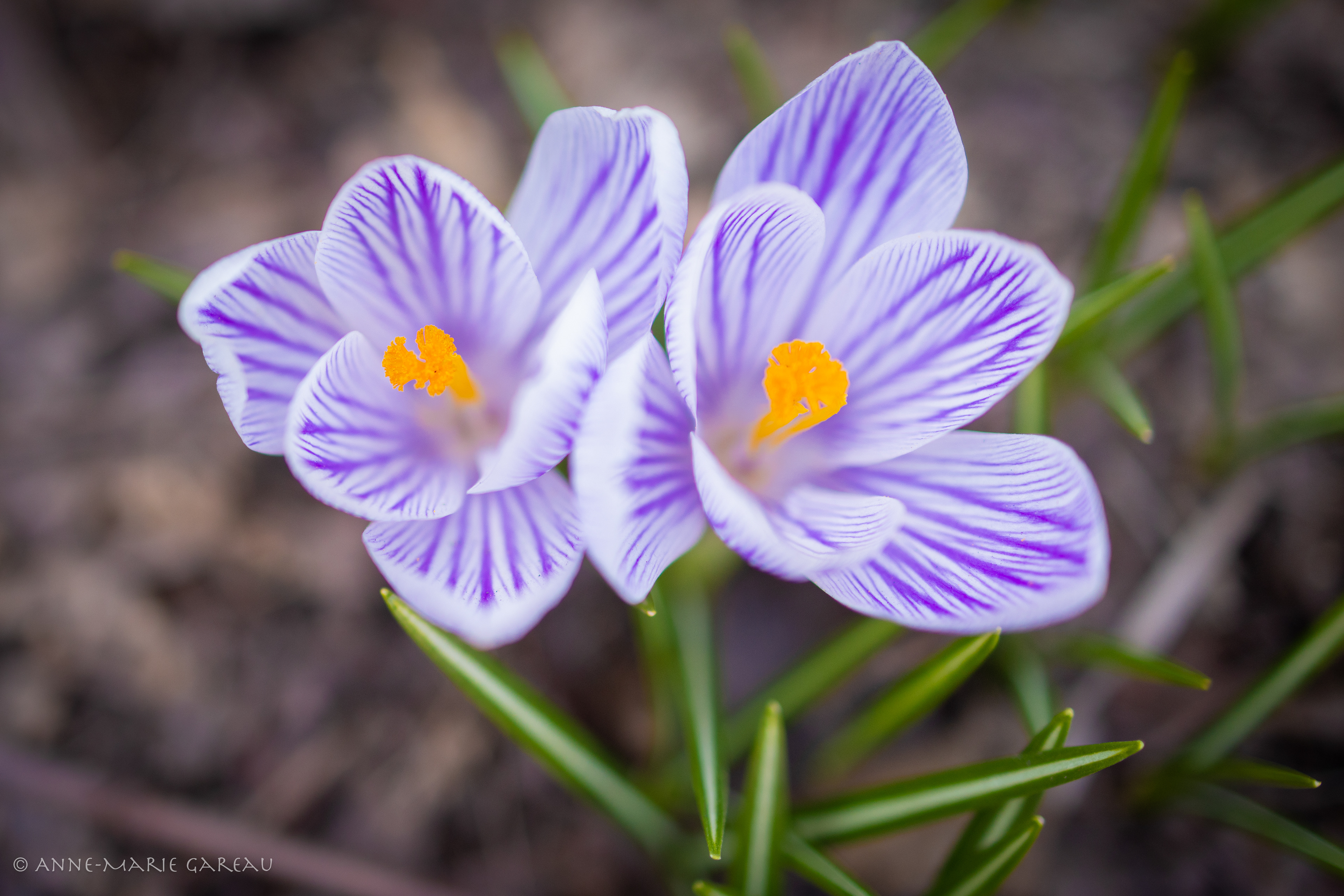 Crocus