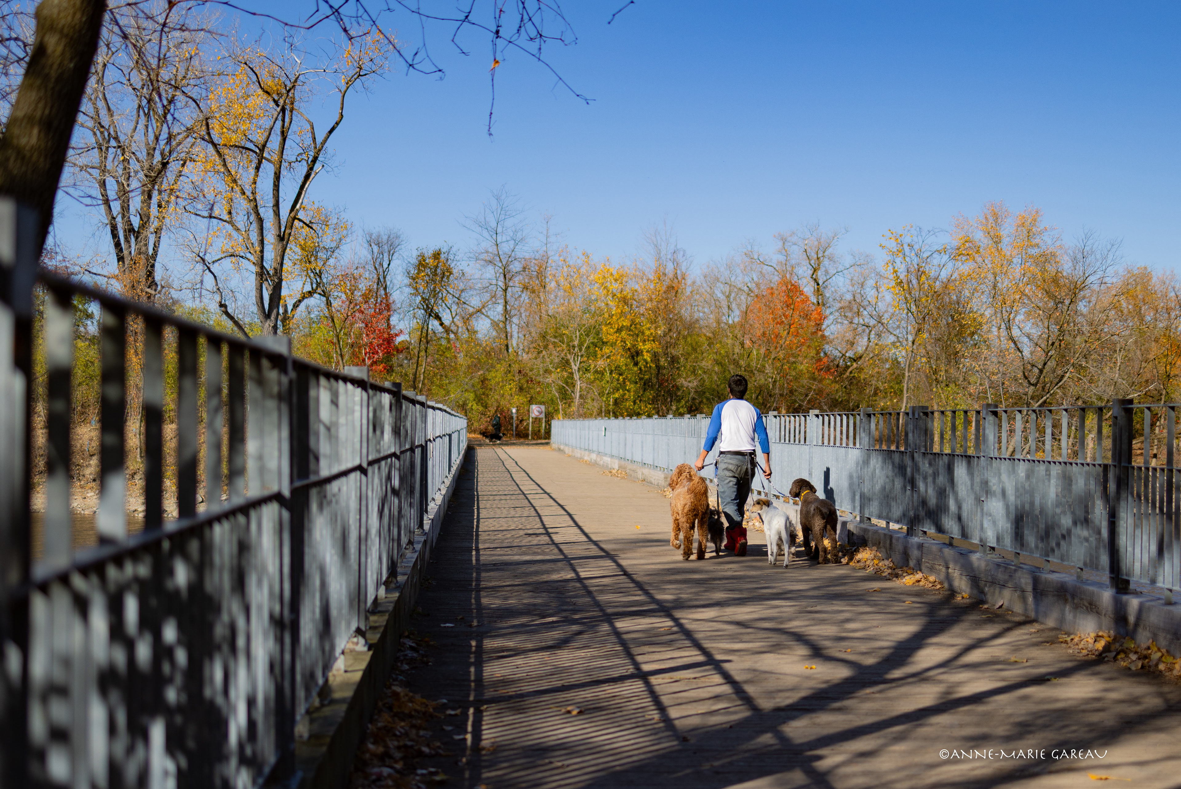 Promeneur de chien.