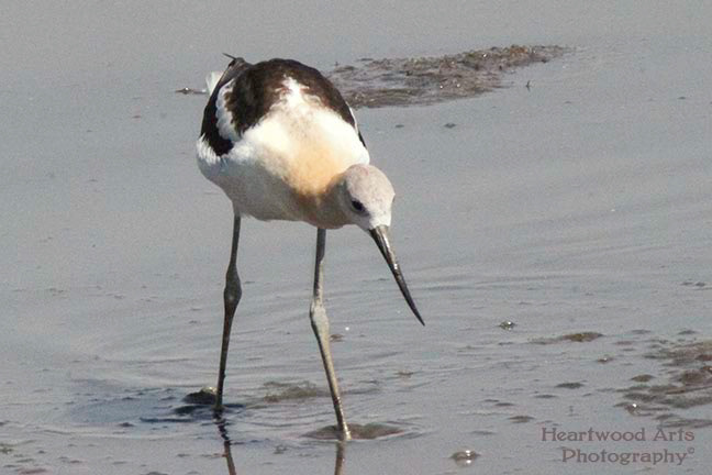 American Avocet
