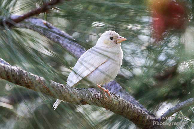 Leucitic Cassin's Finch