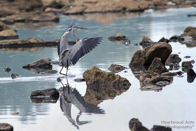 Great Blue Heron