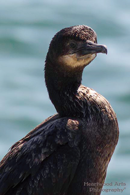 Double-crested Cormorant