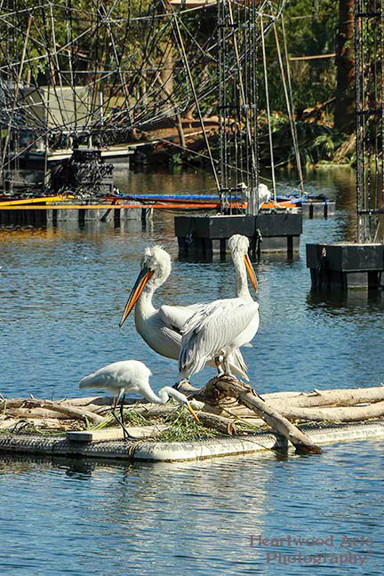 American White Pelican