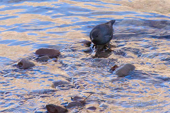 American Dipper