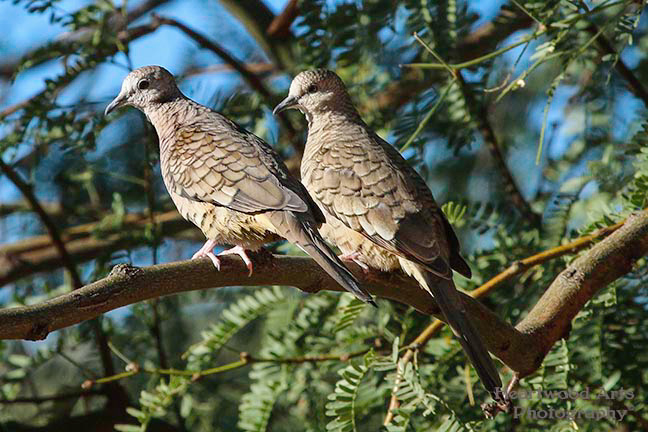 Inca Doves