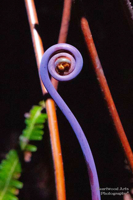 Fiddlehead in HI