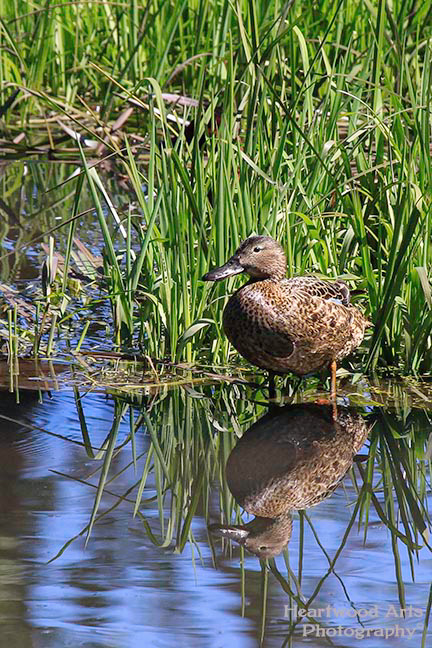 Cinnamon Teal, female