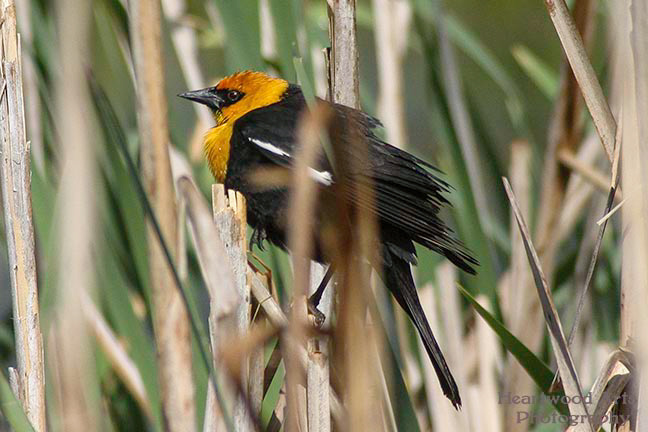 Yellow-headed Blackbird