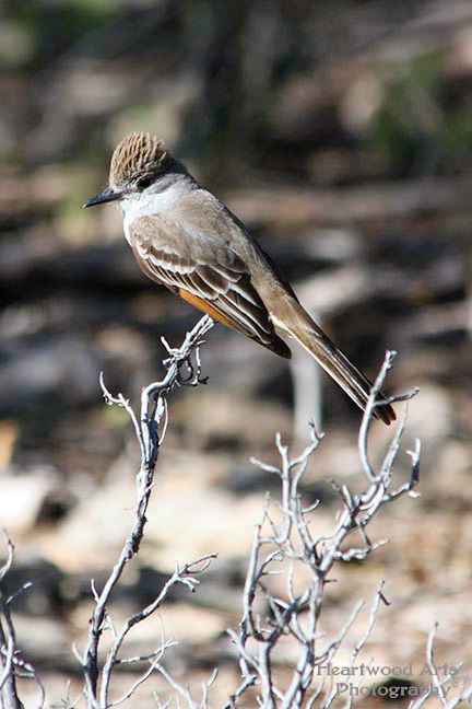 Ash-throated Flycatcher