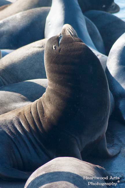 Sea Lions