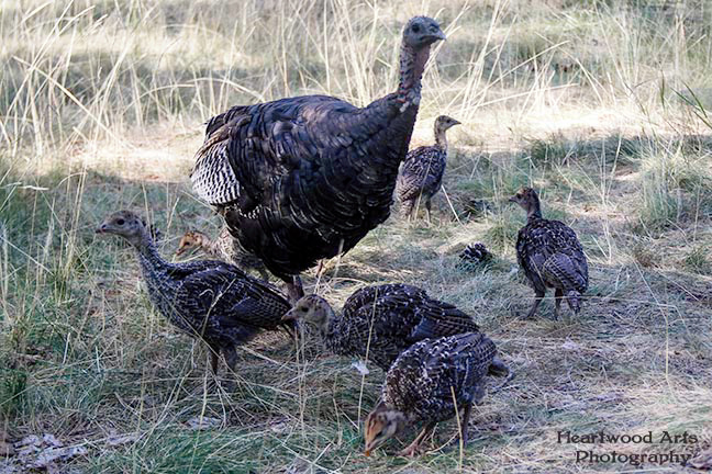 Wild Turkey