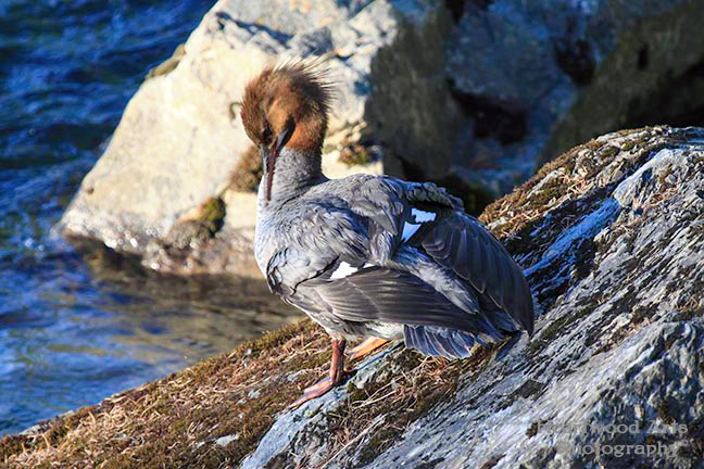 Common Merganser