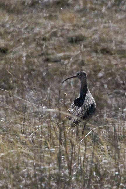 Long-billed Curlew