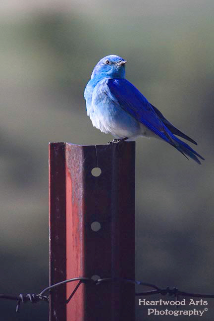 Mountain Bluebird