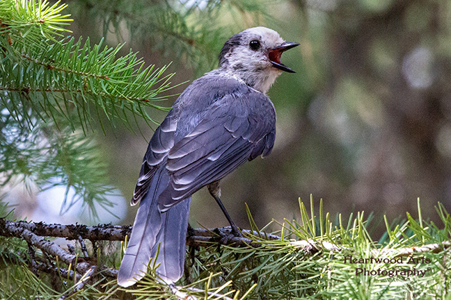Gray Jay