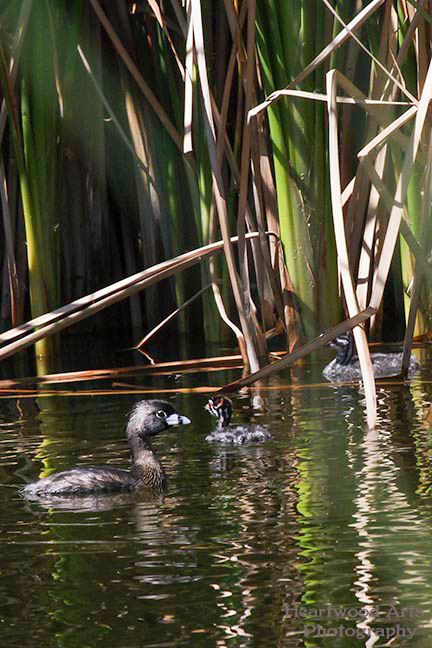 Pied-billed Grebe