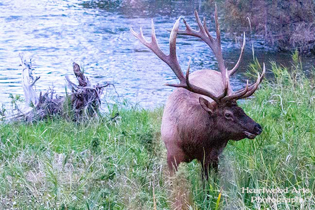 Bull Elk