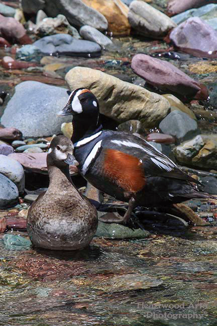Harlequin Ducks
