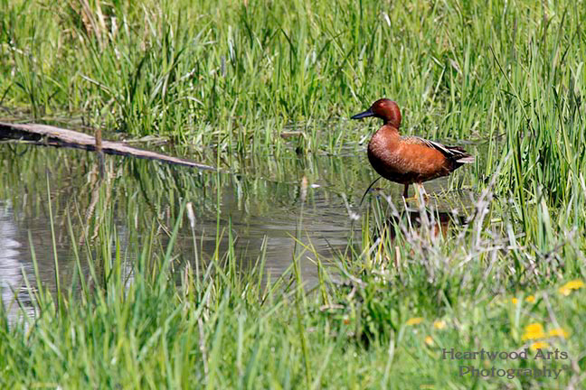 Cinnamon Teal, male