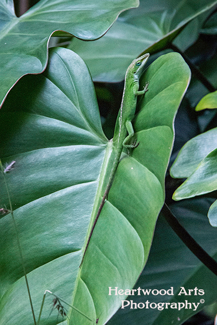 Study in Green