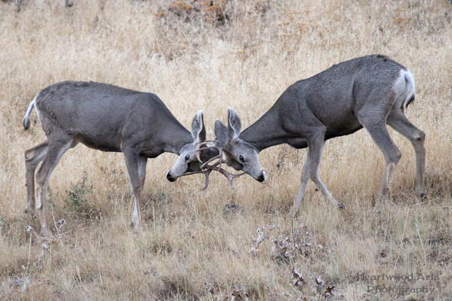 White-tailed Deer