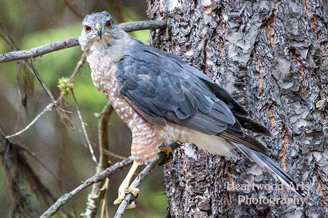 Cooper's Hawk