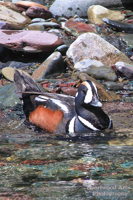 Harlequin Ducks