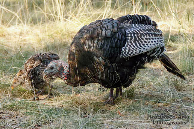 Wild Turkey