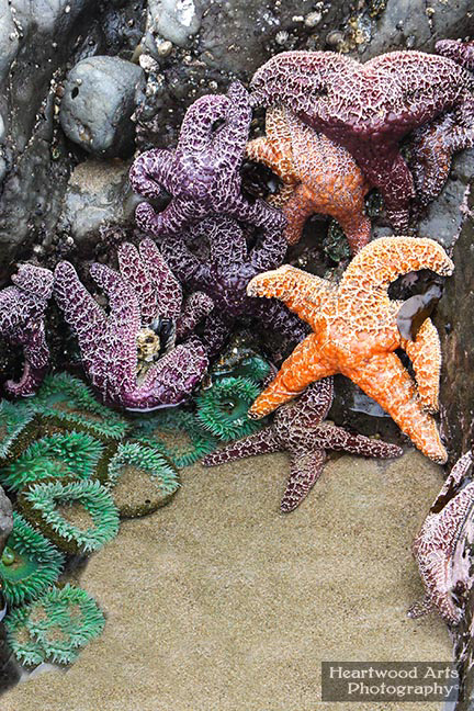 Sea Stars