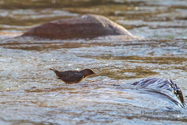 American Dipper