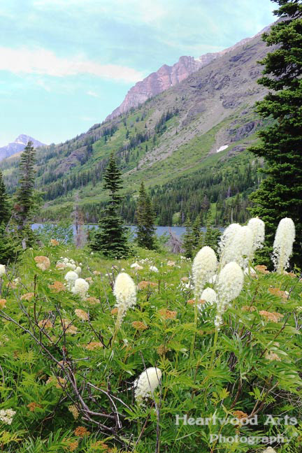 Glacier NP, MT